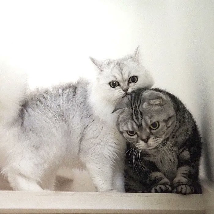 ぺっと吐き出す。飲んでくれたと思っても飲んだふり。そんな猫へ錠剤をあげるコツをつかんだお話【連載】渋ネコししまるさん #140|ねこのきもちWEB MAGAZINE https://t.co/GpXU4JaMc8