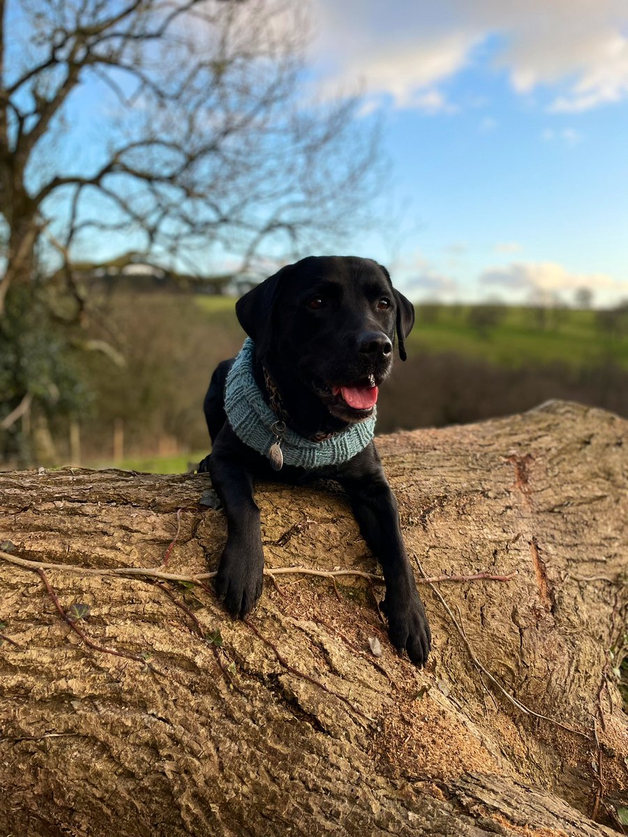 The wind was freeeeezing this evening 🥶 but it was so worth it, and we dodged the showers 💪🏼🐾⛰

#dogs #ballislife #sunset #aonb #dogsoftwitter