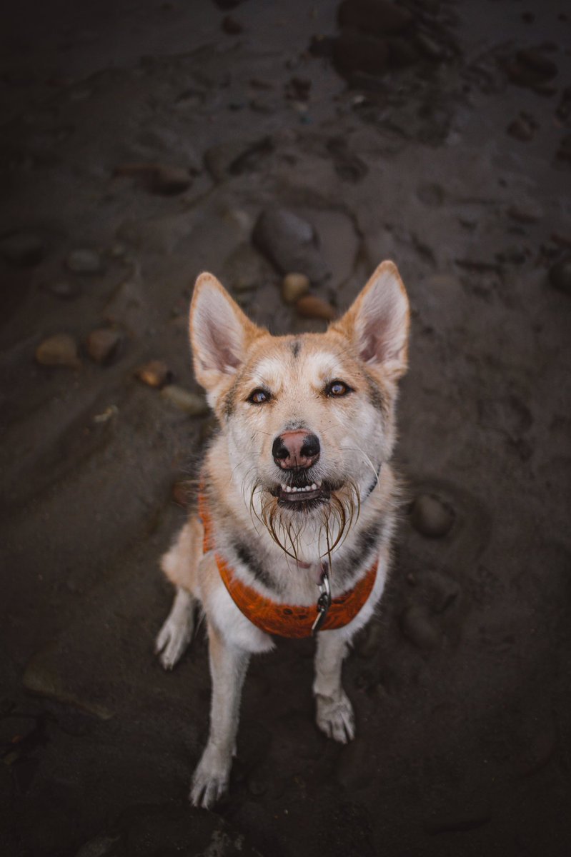 sullysquest's tweet photo. all the cool kids are doing it 👀

#twitterdogcommunity #huskymix #beardeddog #canon #dogphotography https://t.co/8vP5dRDYR6