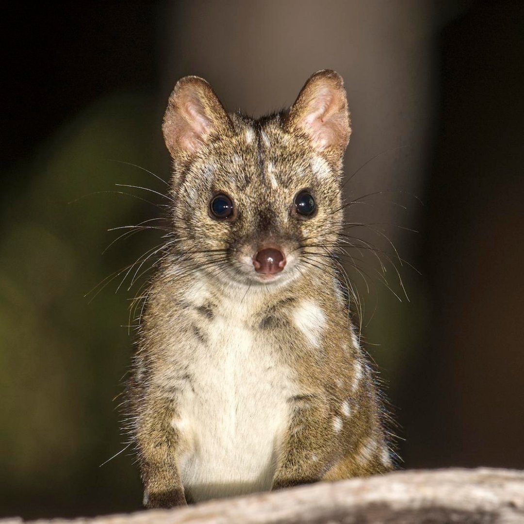 Calling all wildlife researchers and academics! 

WIRES has launched the WIRES Research Grants Program, supported by the @rzsnsw, to support wildlife researchers in Australia. 

Learn more: bit.ly/WIRES_rgp

Photo Credit: Lochman Transparencies 
#WIRESRGP