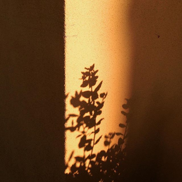 Olive - #mydogseyes 
Adapted from the trend I took part in on Instagram, just saw @Life_of_Albie and <a href="/theramblingpaws/">theramblingpaws</a> do it so I thought I'd put it on here too!