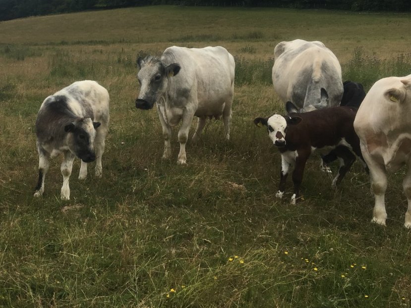 Huge thanks to @minibeastmayhem for a truly inspiring day on dung beetles, soil health &amp; ecosystem services with our East Kent Valleys Farmer group &amp; <a href="/KentBatGroup/">Kent Bat Group 🦇🦇🦇</a>.Great to see #dungbeetles in the field &amp; big thanks to Chilton Farm and their #bluealbion cattle for hosting the day