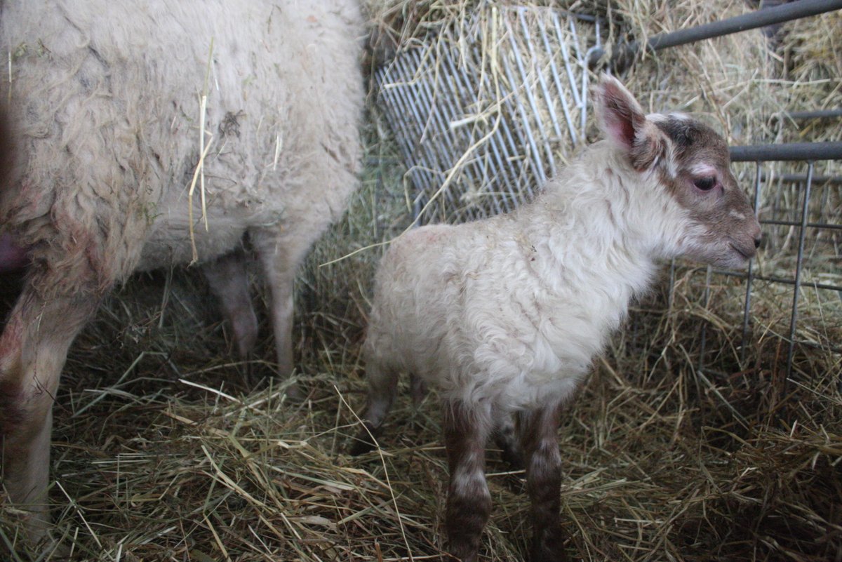 Last night were born: Kiev, Odessa, Marioepol, Charkov, Hope and Peace. Our thougths are with the people in #Ukraine #WeStandWithUkraine