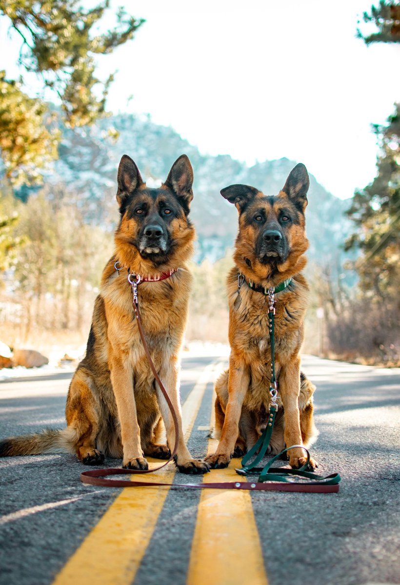 Kane, Dallas, Palomo, and Valerie tweet media