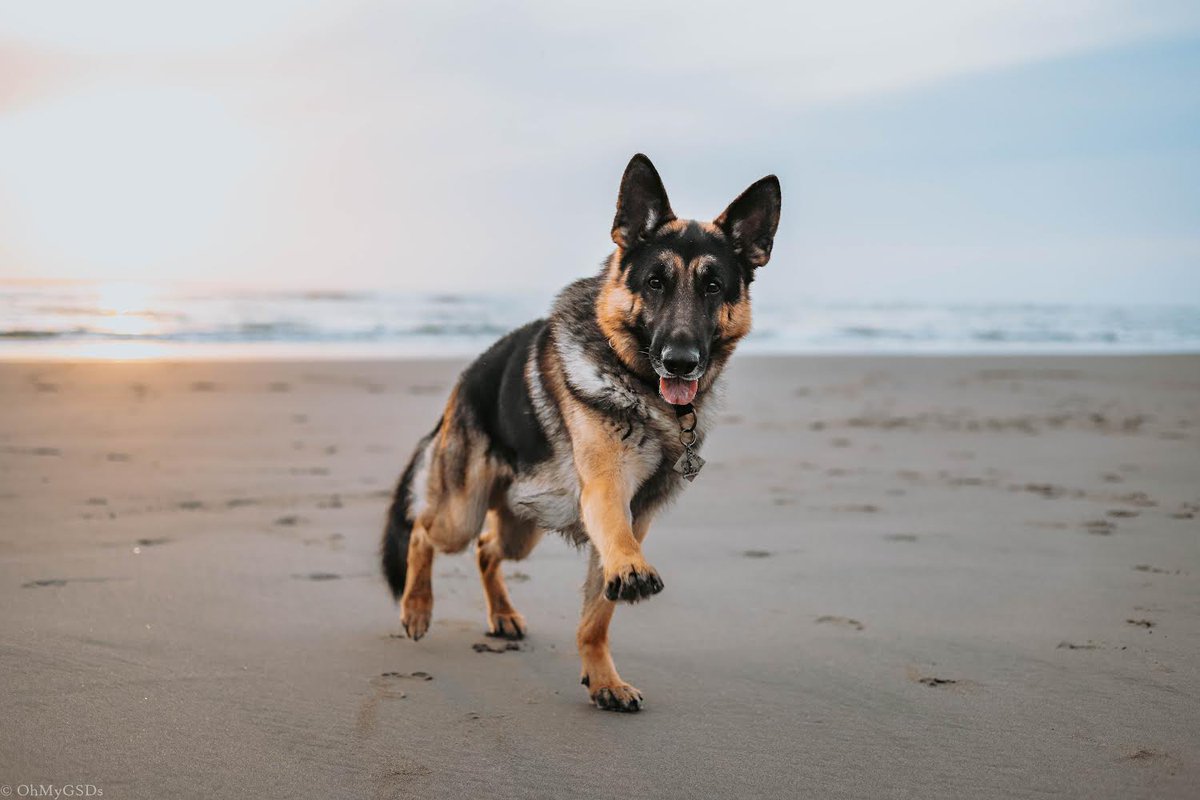 OhMyGSDs || OMyAussie tweet media