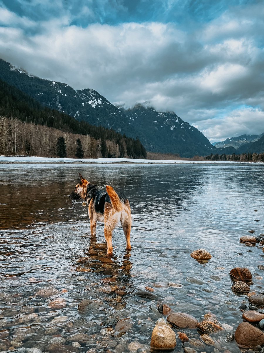 You know exactly why we’re here 👀

#dogsoftwitter #dogphotography