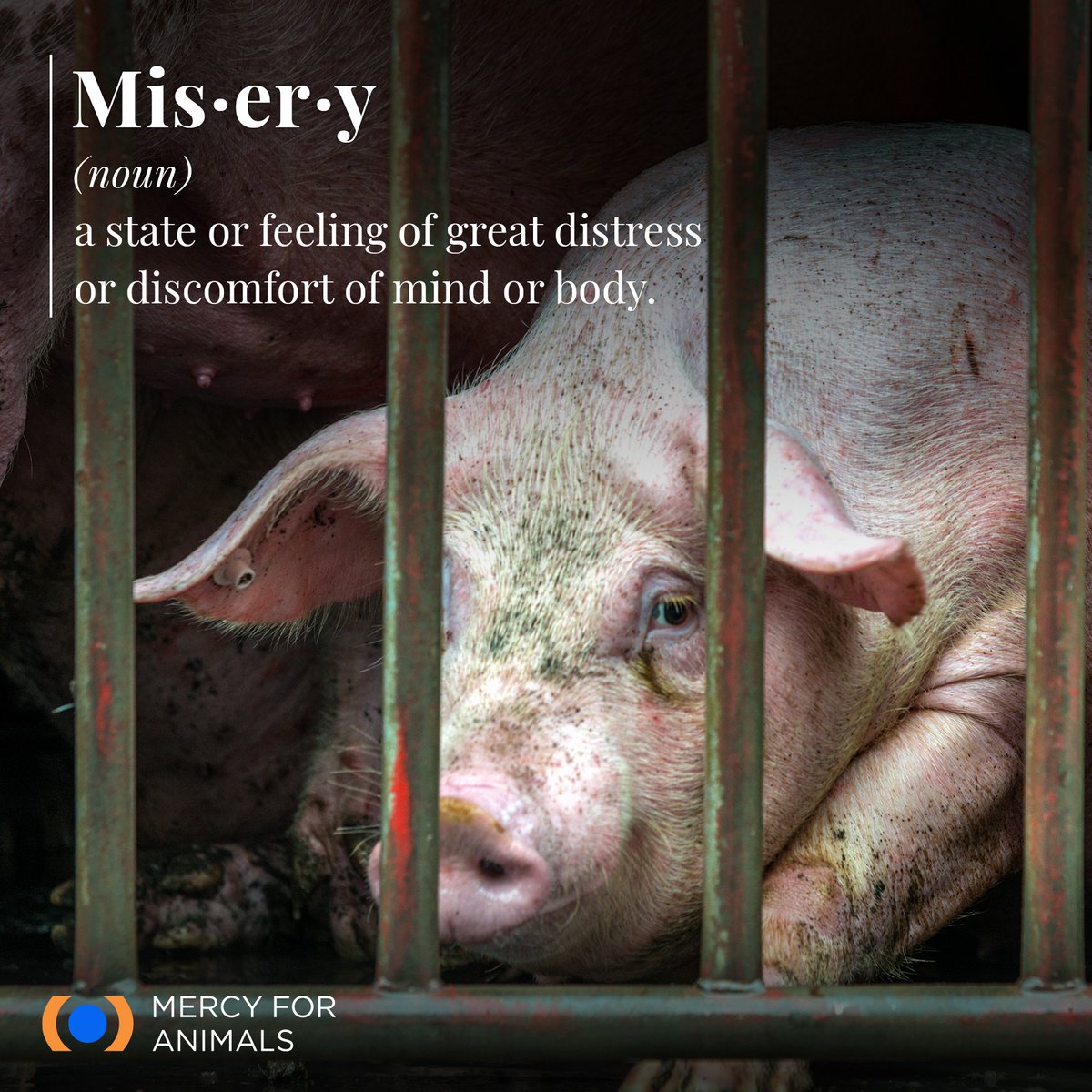 MercyForAnimals's tweet photo. A picture of sadness. 😔 https://t.co/ua83O7Fxnw