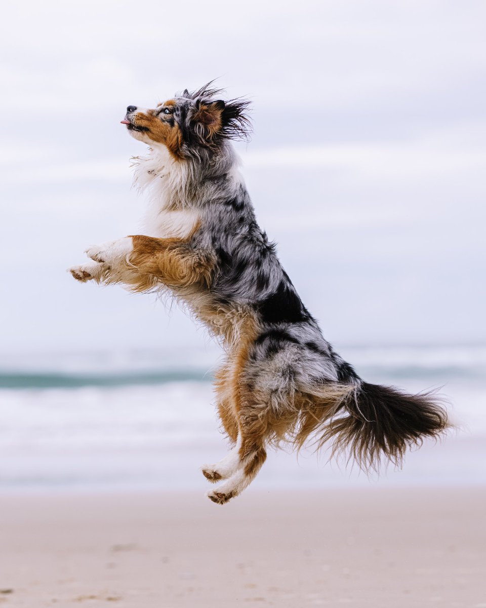 JUMPING INTO THE TWITTERVERSE!
#dogsoftwitter #dogsofinstagram