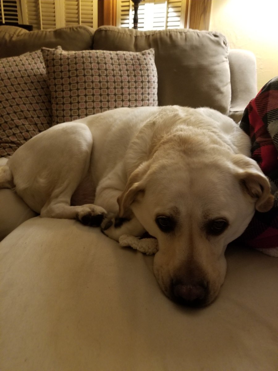 MrsK_Clarke's tweet photo. This is Mika, adopted 5 years ago from Lab Rescue. Crazy energy, biggest cuddle bug. @stannestars @wcdsbpetweek https://t.co/26QSCVTEtI