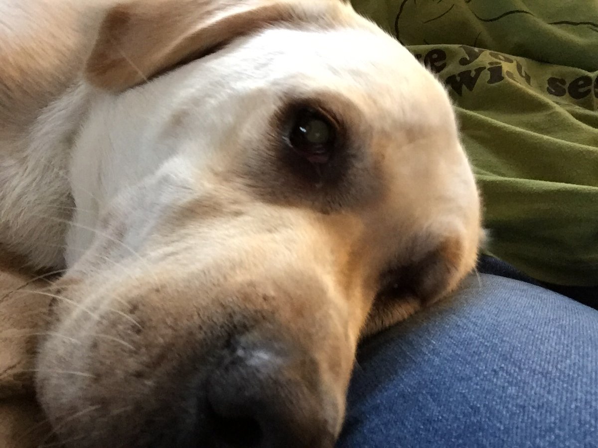 MrsK_Clarke's tweet photo. This is Mika, adopted 5 years ago from Lab Rescue. Crazy energy, biggest cuddle bug. @stannestars @wcdsbpetweek https://t.co/26QSCVTEtI