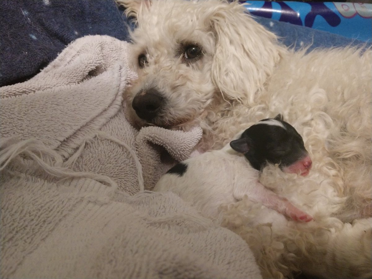 formica_Table's tweet photo. Our newest rescue Snowy had 7 puppies! https://t.co/Oub4ecaqIB
