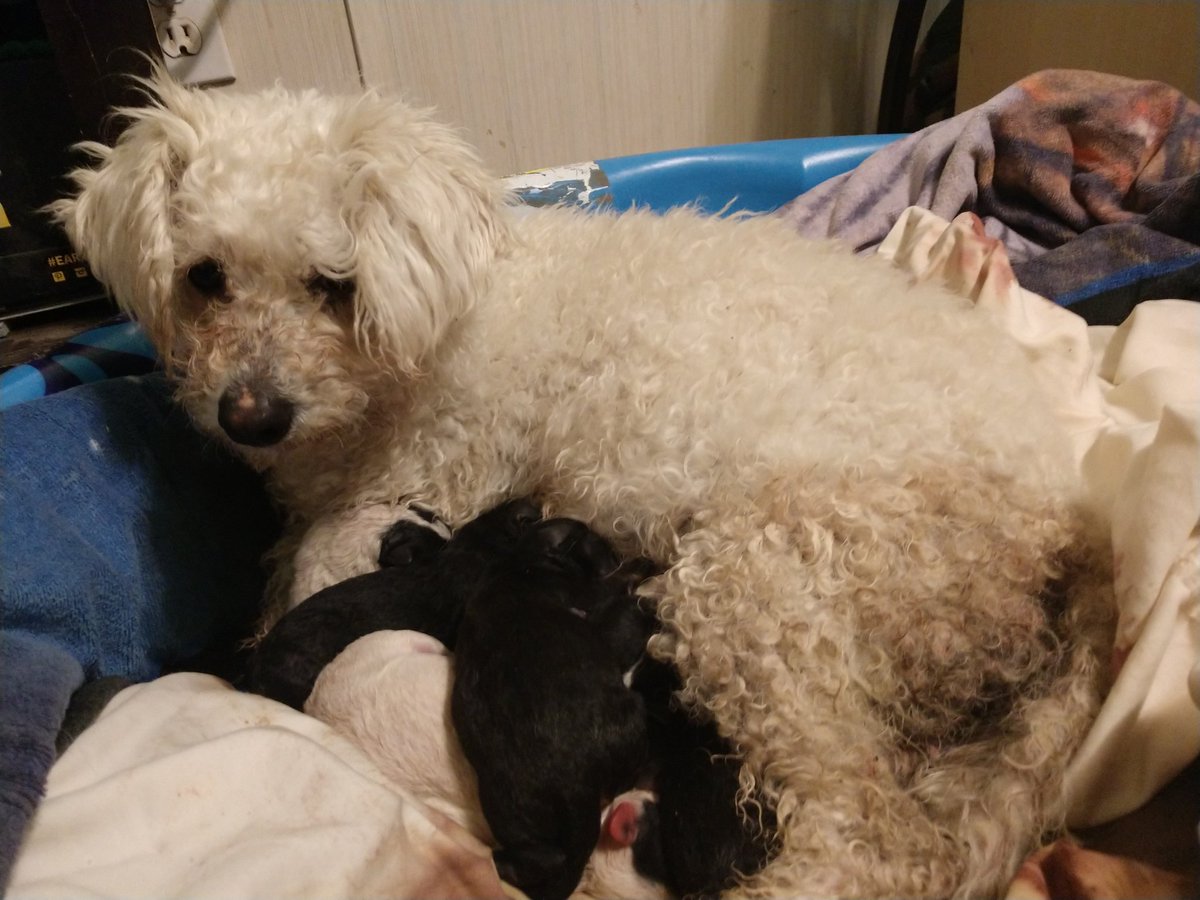 formica_Table's tweet photo. Our newest rescue Snowy had 7 puppies! https://t.co/Oub4ecaqIB
