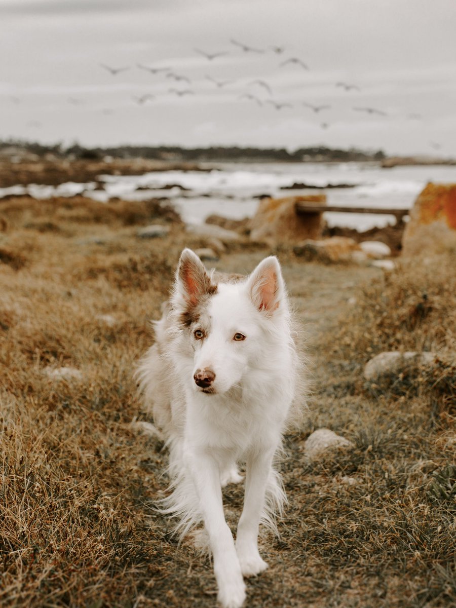 Will twitter judge us for posting more than once, like IG? 😂 #twitterdogcommunity #bordercollie #dogsofinstagram #dogsoftwitter