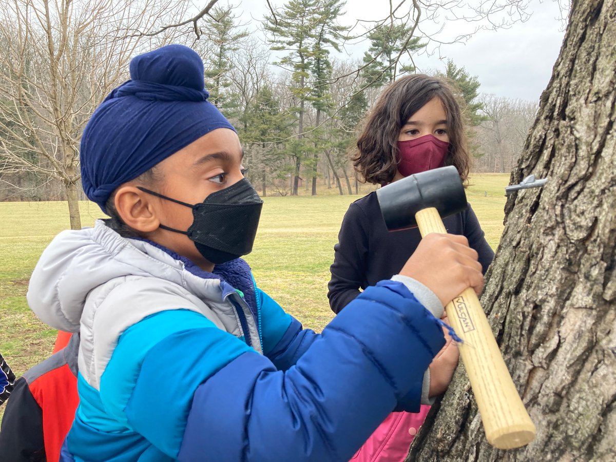 WesttownSchool's tweet photo. The first taps of the maple sugaring season are in! First grade helped to tap the Grandmother Maple Tree which they have been observing and studying all year. They were excited to see the sap running! #thetraditioncontinues #treetapping #maplesugaring #OutdoorEd https://t.co/MoDxdV5X0X