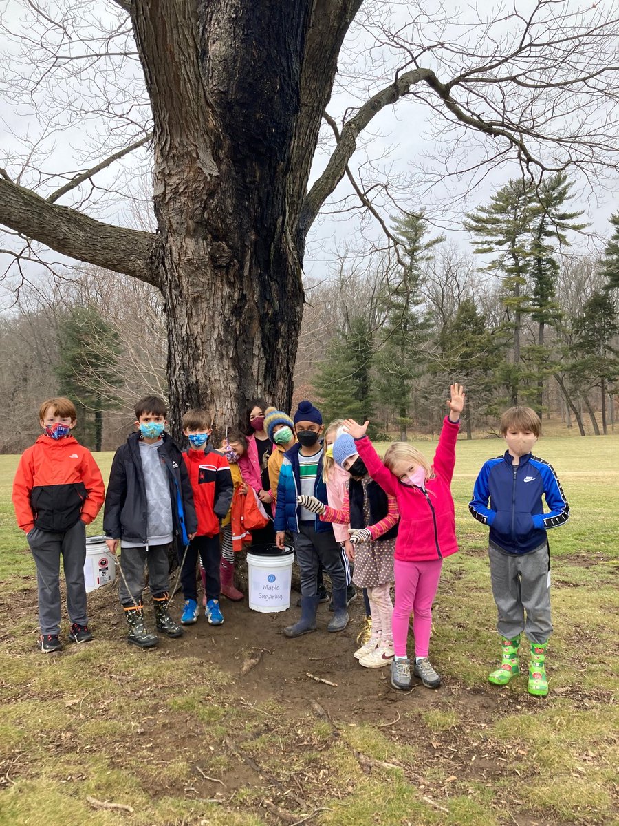 WesttownSchool's tweet photo. The first taps of the maple sugaring season are in! First grade helped to tap the Grandmother Maple Tree which they have been observing and studying all year. They were excited to see the sap running! #thetraditioncontinues #treetapping #maplesugaring #OutdoorEd https://t.co/MoDxdV5X0X