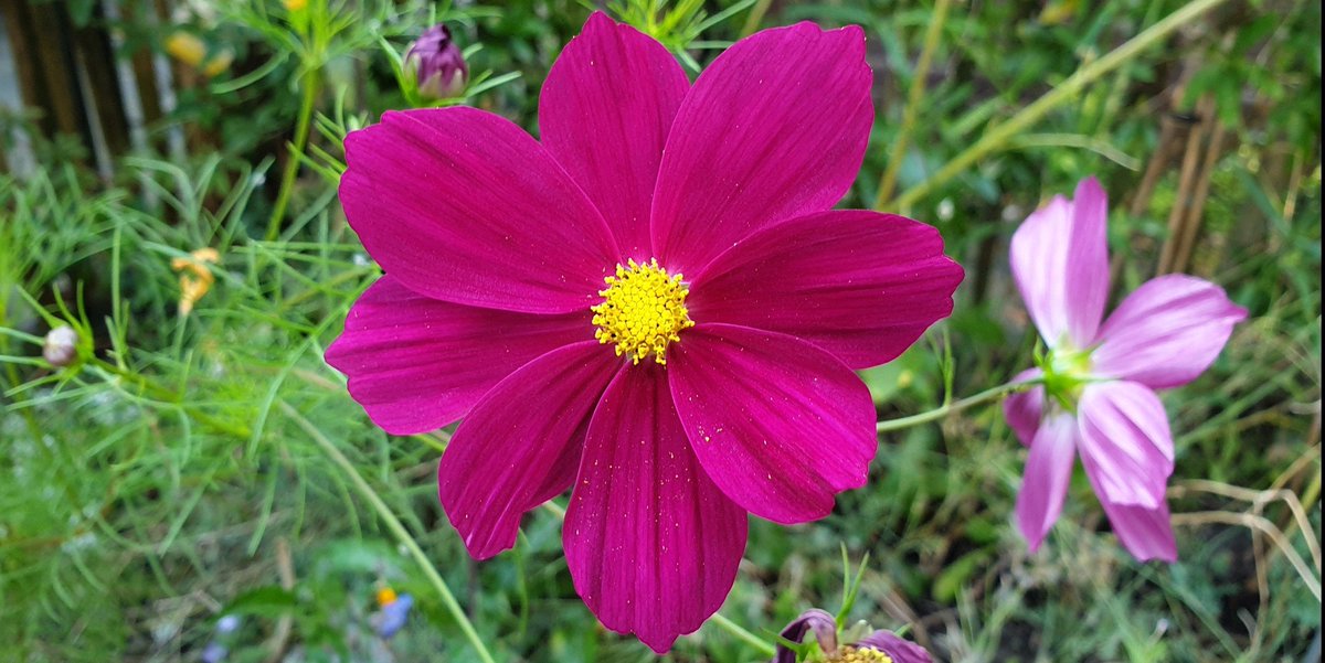 saskiacscheer's tweet photo. Op de valreep nog wat mooie plaatjes voor de kleur van vandaag #Magenta 
#kleurindenatuur 
Een combi van gezaaid, geplant en spontaan opgekomen in de tuin. https://t.co/7yRixRttHG