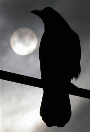 watching moon-cast shadows
how I feel
like pieces of me
scattered under blind stars
on the wings of ravens
a falling flight - vertigo
and one by one
I try to gather them up
only to have them crumble
into ashen dust
as the nightwind sighs in regret

#poetry #microstory #moonmystic