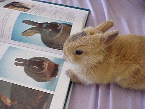 Bunnies (@rabbiteveryhour) on Twitter photo 