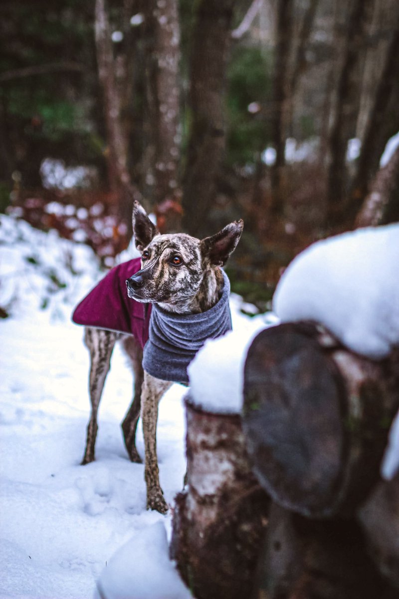 Welp, here goes nothing 🤷🏽‍♀️ Excited to see how this Twitter game works out! Inspired by <a href="/thegoodmutt/">thegoodmutt</a> to join in on these shenanigans! #twitterdogcommunity #twitterdog