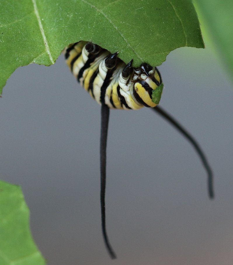 Excited to share PhD student Thor Hansen's 1st lead author publication🎉🥳 - Host Plant Species Influences the Composition of Milkweed and Monarch Microbiomes frontiersin.org/article/10.338…