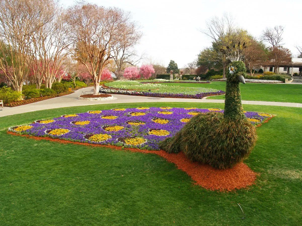 Dallas Blooms continues at the @dallasarboretum. The annual springtime festival features larger-than-life peacock topiaries, flowers from 100 varieties of bulbs, thousands of azaleas  hundreds of Japanese cherry trees. https://t.co/AaeyWmEZos https://t.co/MjedfKBeaV