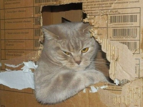 fskyou's tweet photo. pseh catties vou mudar de conta caso queiram ser moots lá da fav aqui obg amo vcs https://t.co/VsFK6M5ahq