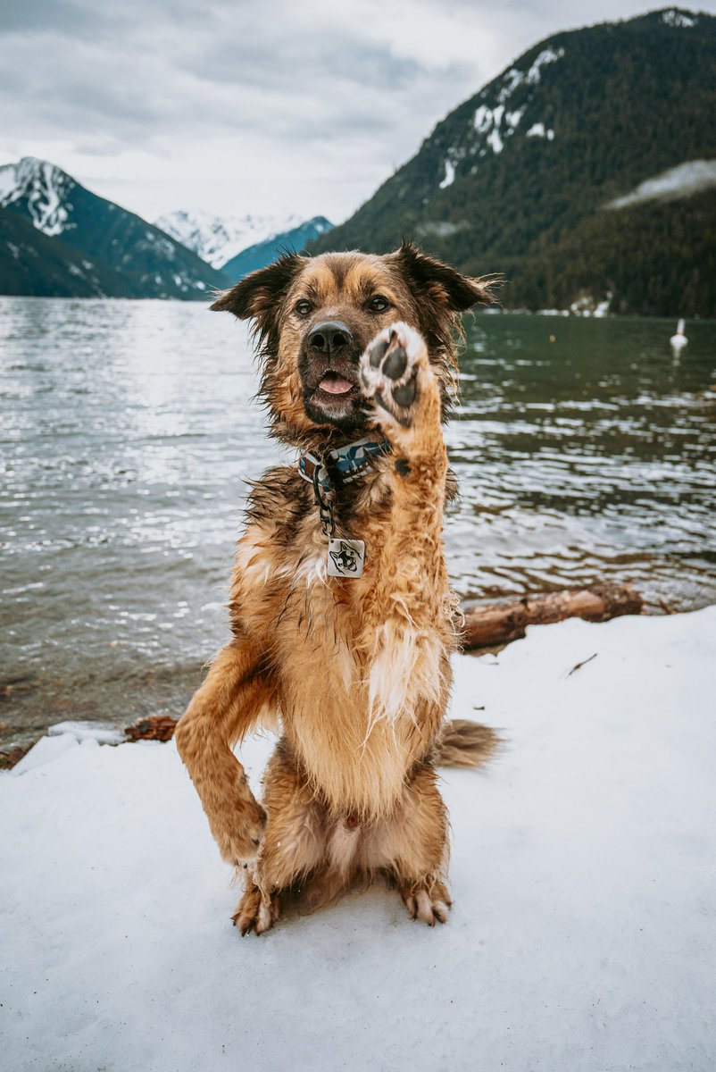 Hopping on the bandwagon ‘cause <a href="/instagram/">Instagram</a> engagement has been horrifying to say the least.. hoping @Twitter does us a solid 🙏🏼

#dogsoftwitter