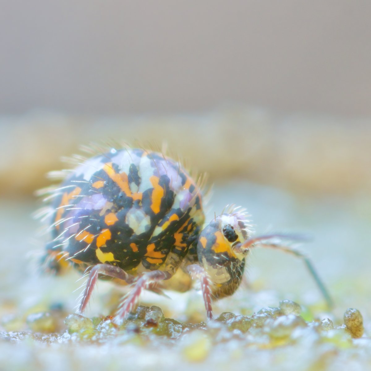 A contender for the most colours ever used by one springtail- a Katianna species from Tasmania, Australia... #springtail #collembola #soilanimal #mesofauna chaosofdelight.org