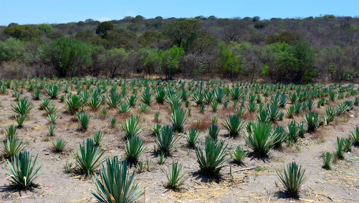 Con el propósito de promover y visibilizar una de las tradiciones milenarias del Edomex maestros mezcaleros, organizaciones de la sociedad civil y empresarial realizan un esfuerzo interinstitucional para consolidar una Ruta Turística del Mezcal en la región Malinalco-Ocuilan