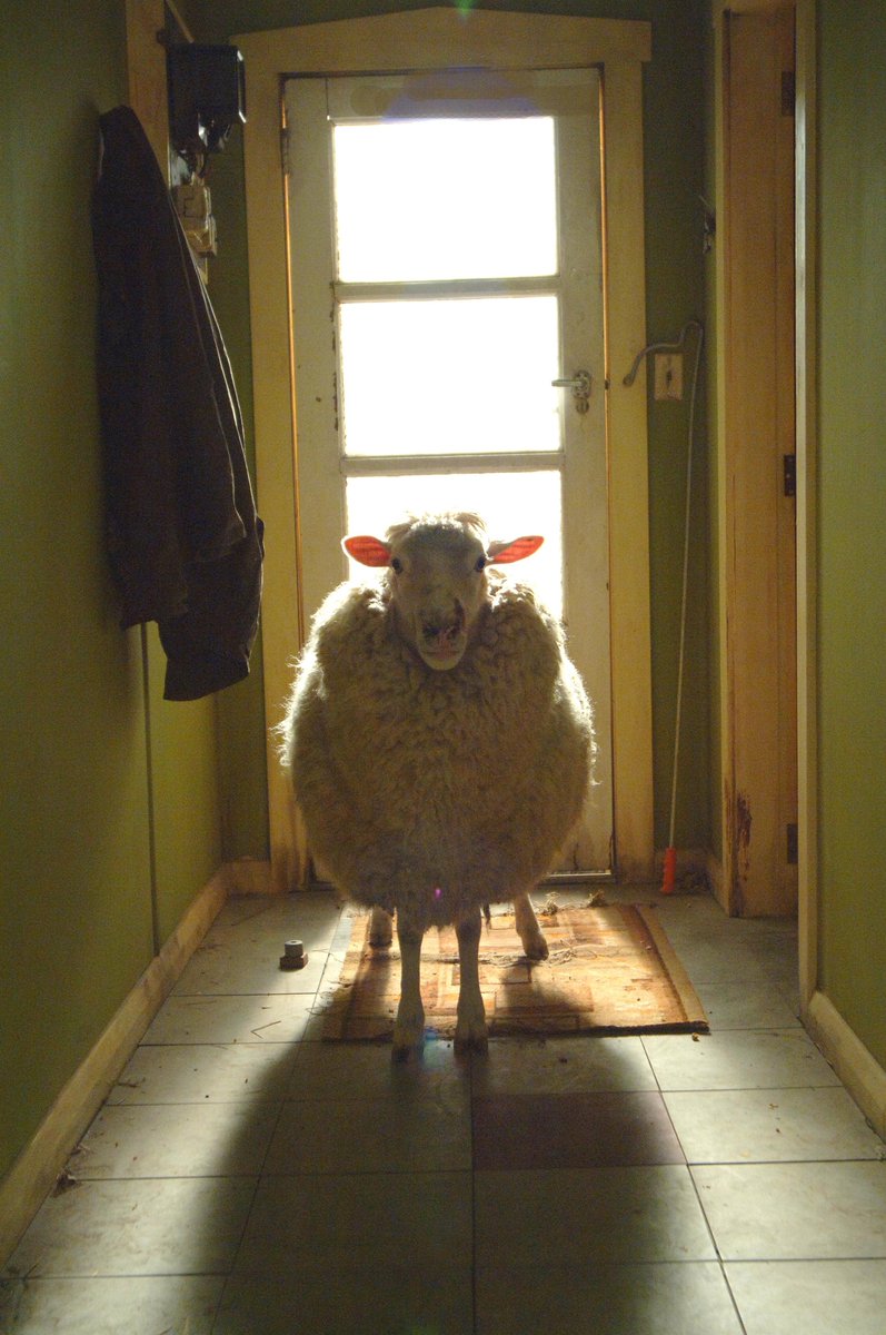 Паршивый значение. Паршивая овца / Black Sheep (2006).