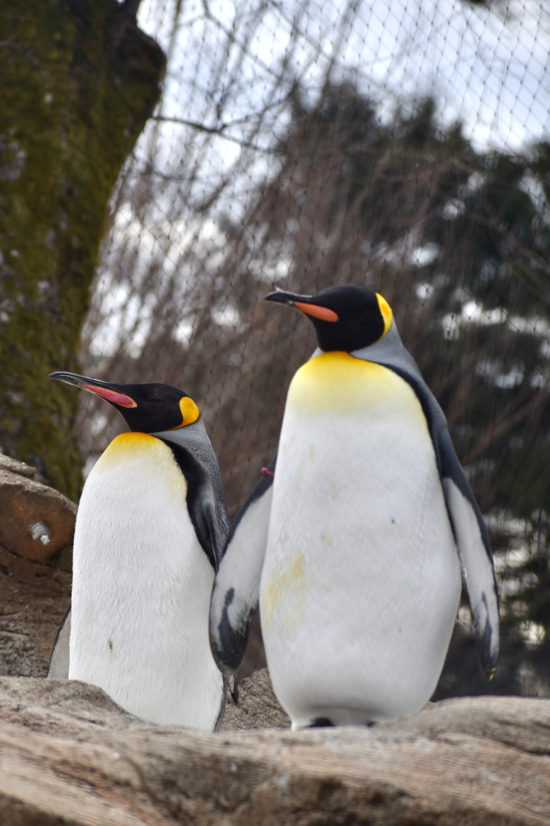 FRP キングペンギン / King Penguin fr100068 『水族館オブジェ