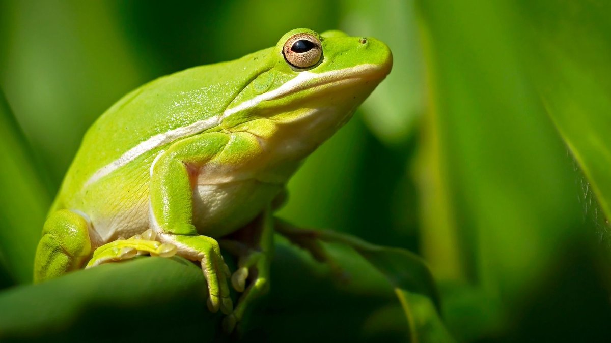 KidsGoWow's tweet photo. Discover animals that call Pennsylvania home in this Reptiland online experience. We're talking frogs, turtles, snakes and more critters! A chance for kids to get inquisitive about animals that live in their own backyards.

View more events at https://t.co/v3QzHzKv0i

#parents #d https://t.co/l3wUkU3EXr