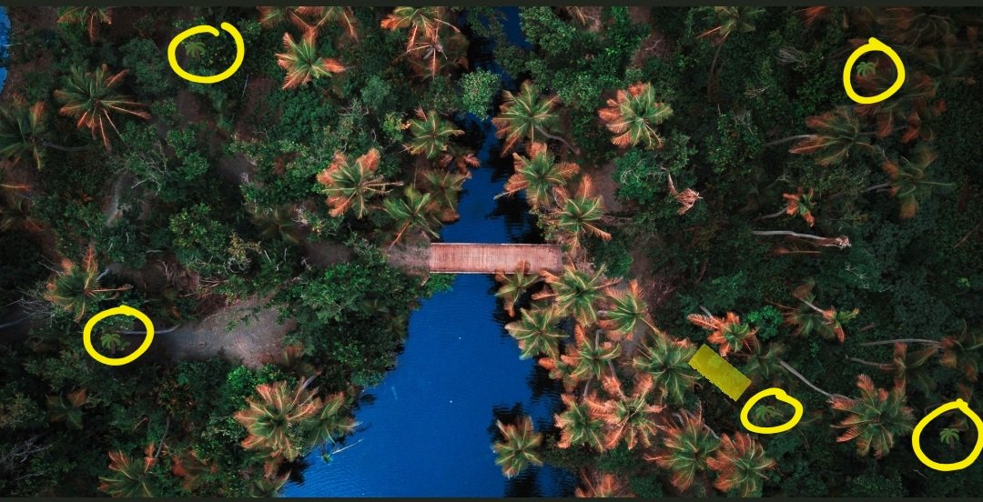 CourtneyKnox26's tweet image. There are 5 tree emojis as highlighted below. 🌴 #SpringTravels