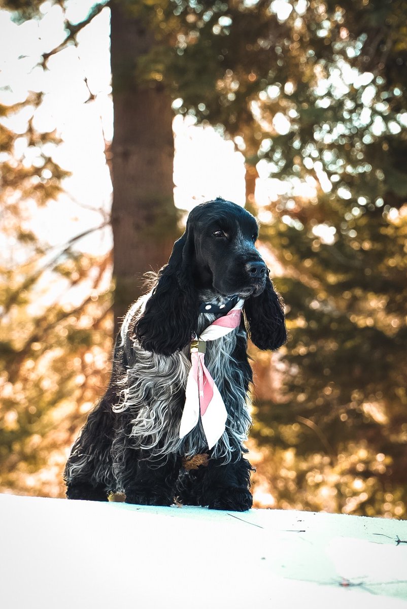 JC & Raven tweet media