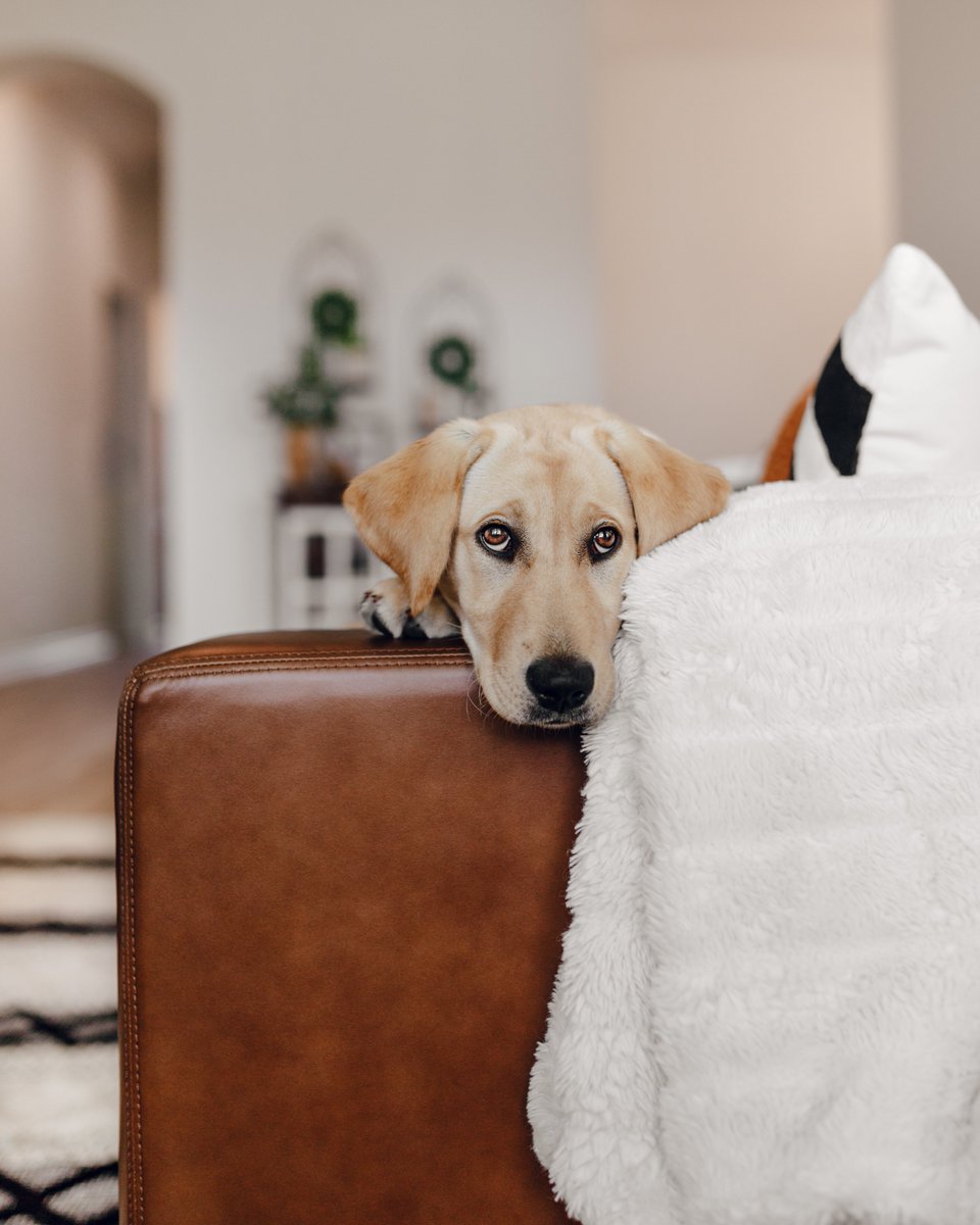 I've been on Twitter for 15 minutes and it's already the most lonely social media network ever 🥺 prove me wrong, I dare you. #dogsoftwitter #twitterdogcommunity #dogtwitter #dogsofinstagram