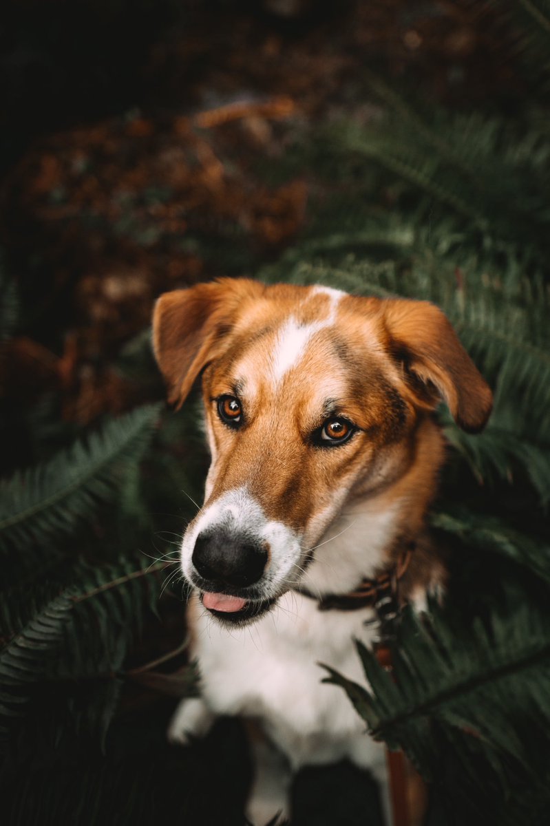 the best part…. no crop!
#twitdog #twitterdogcommunity