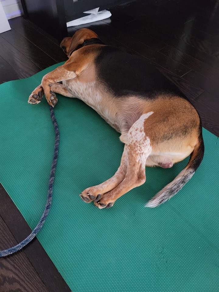 BeagleJ28's tweet photo. Update: I started yoga today. Already inventing poses. This one: sideways dog. https://t.co/aOXTV4sCT0