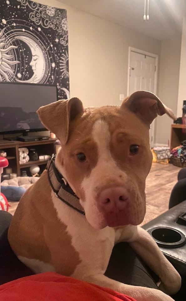 <a href="/joeimel/">Joe Imel</a> lost dog found near Greenhaven apartments. Do ur thing. She’s super sweet &amp; friendly and looking for her home :(