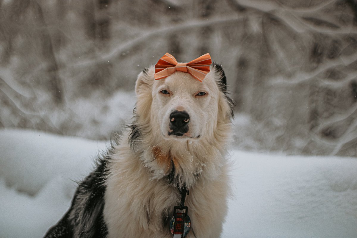 Sunshine & Delilah tweet media