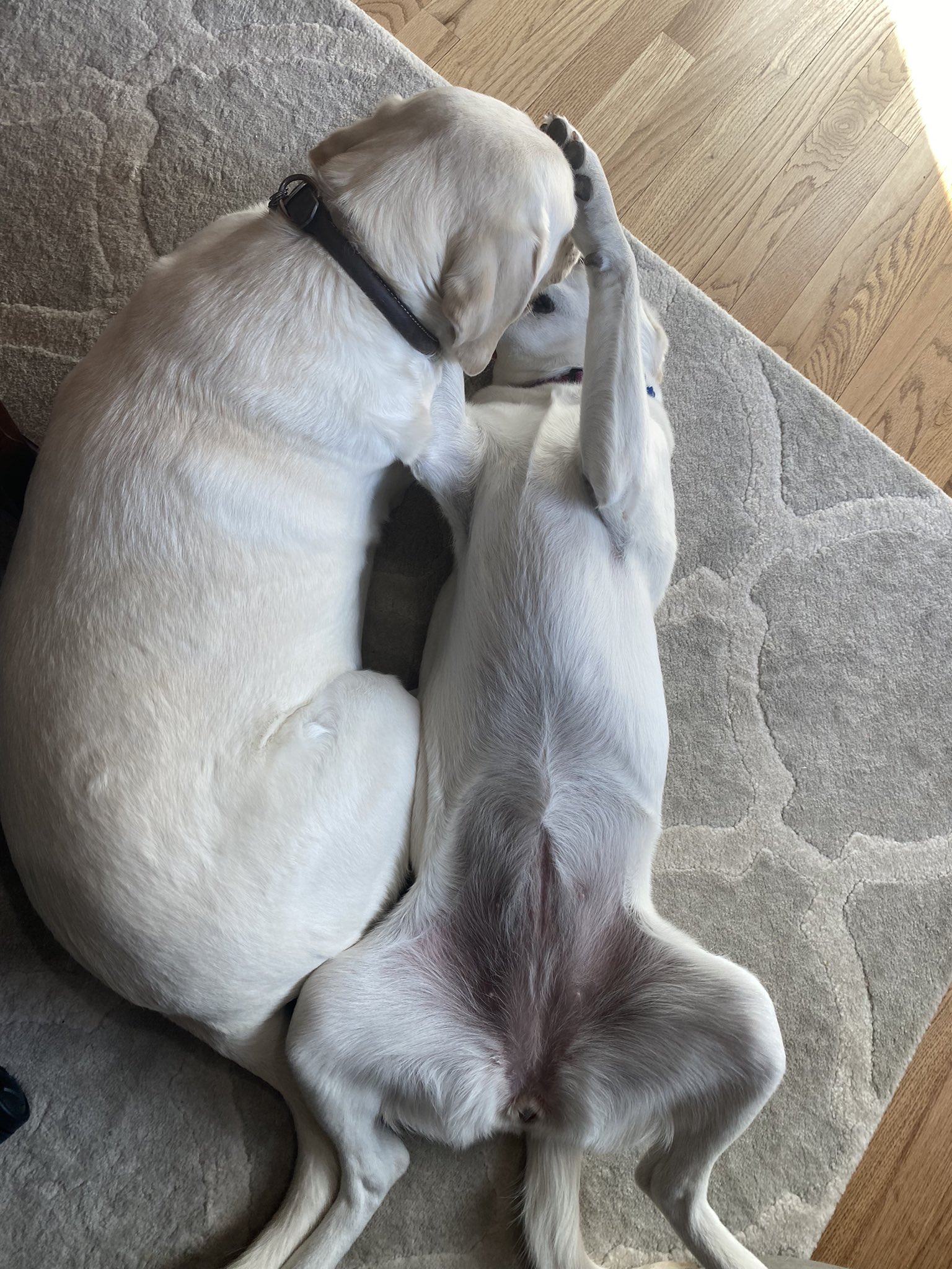 how-long-can-a-7-month-old-puppy-hold-it
