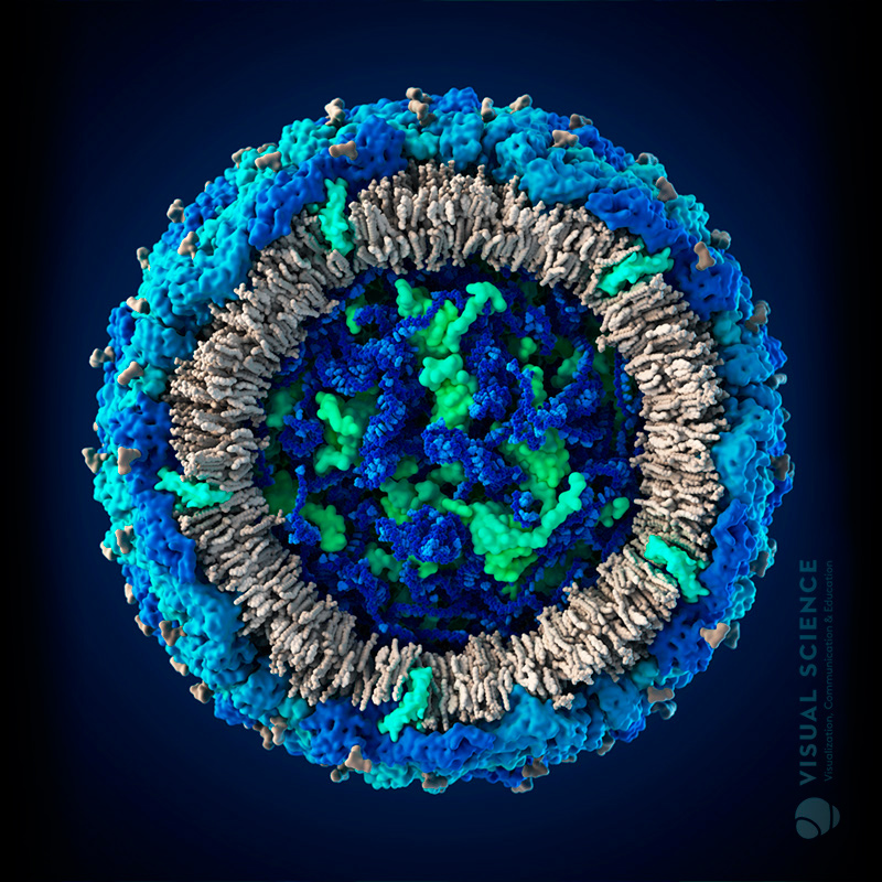 Вирус гриппа под. Зика вирус модель. ВИЧ вирус 3d модель. Вирусы под микроскопом. Модель вируса иммунодефицита человека.