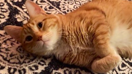 Today was a lot. Even for everyone who didn’t get their cream cheese stepped on by a cat