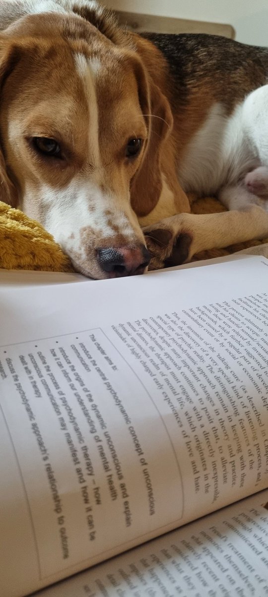 Trying to remember why I decided studying Psychology was a good idea... Max isn't sure either! #openuniversity #psychology #beagles #studybuddy #dogsoftwitter