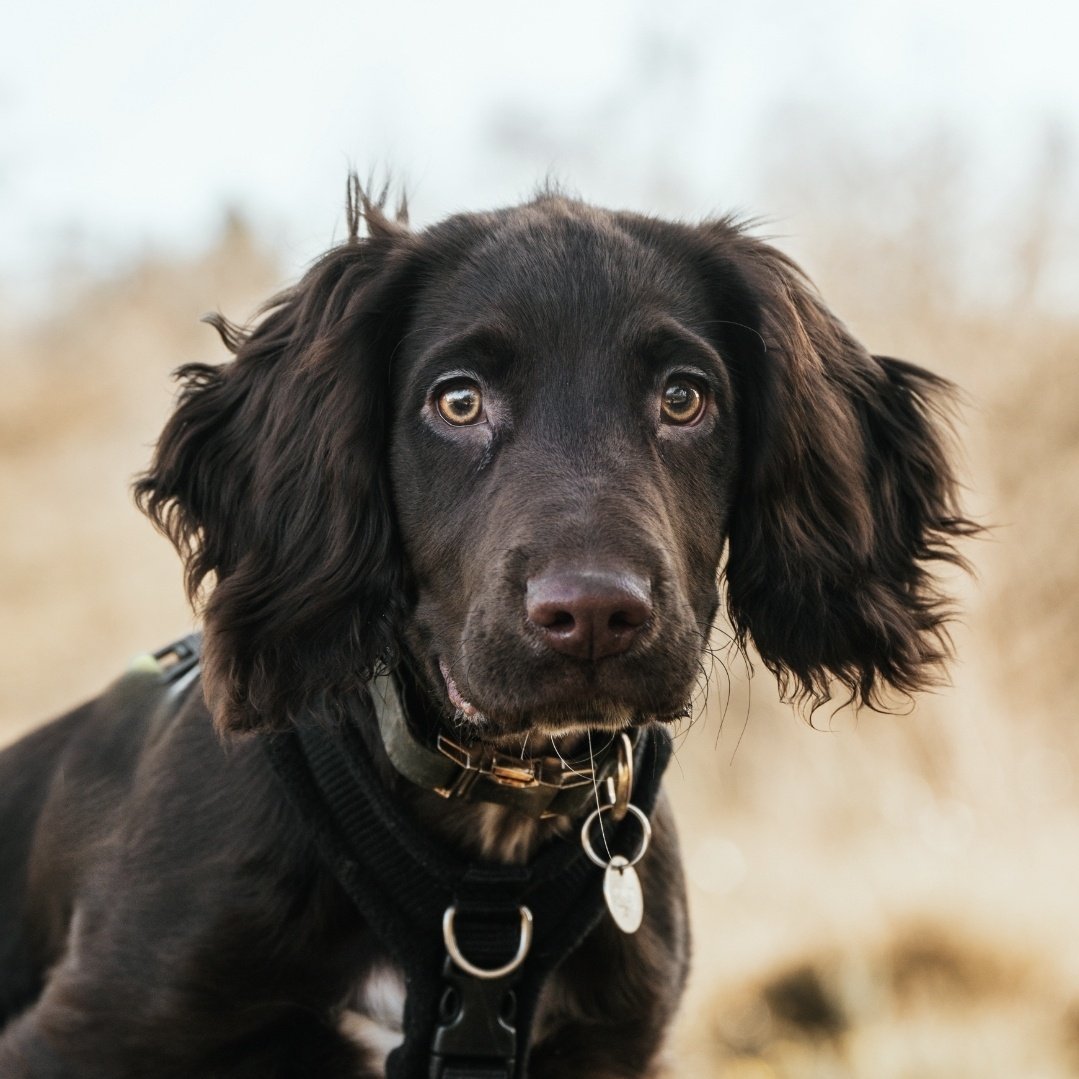Freddie The Sprocker tweet media