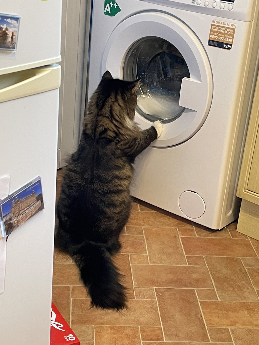 RalphieCat_'s tweet photo. Best show ever! #CatsLivesMatter #CatsOnTwitter #tabbytroop #AdoptDontShop #ralphie https://t.co/I28KGwIQ1R