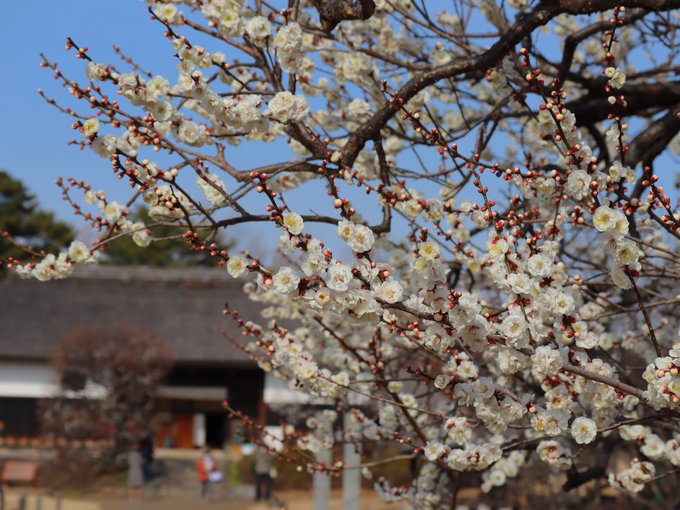 昭和 記念 公園 桜 2022