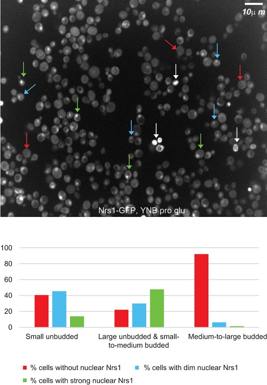 PLOSBiology's tweet photo. Commitment to #CellDivision at the end of G1 phase in #yeast is strongly influenced by nutrient availability. Study identifies #microprotein Nrs1 that promotes G1/S transcription activation & cell cycle entry under nitrogen-limited conditions #PLOSBiology https://t.co/ikkApxNOie https://t.co/aElseQOEsw