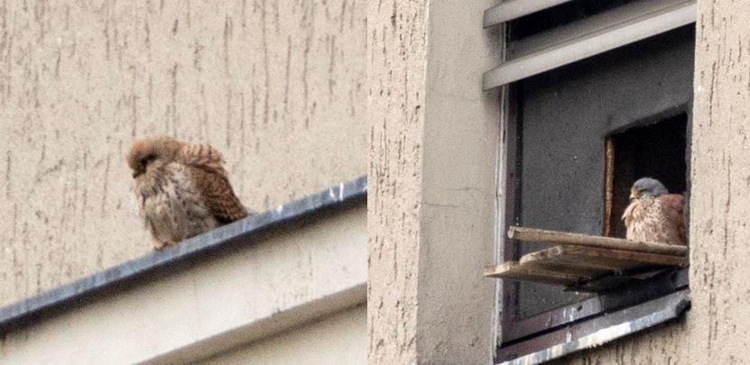 VTurmfalken's tweet photo. 👀 Gesichtet: Ein Turmfalken-Pärchen ist nun öfter mal an unserem Nistkasten zu sehen. Das lässt doch auf Turmfalken-Nachwuchs hoffen! 🐣 Und, ach ja: Der Wanderfalke ist offenbar auf und davon… #Neukölln #Vivantes #birds #nature https://t.co/DpLGxickWK