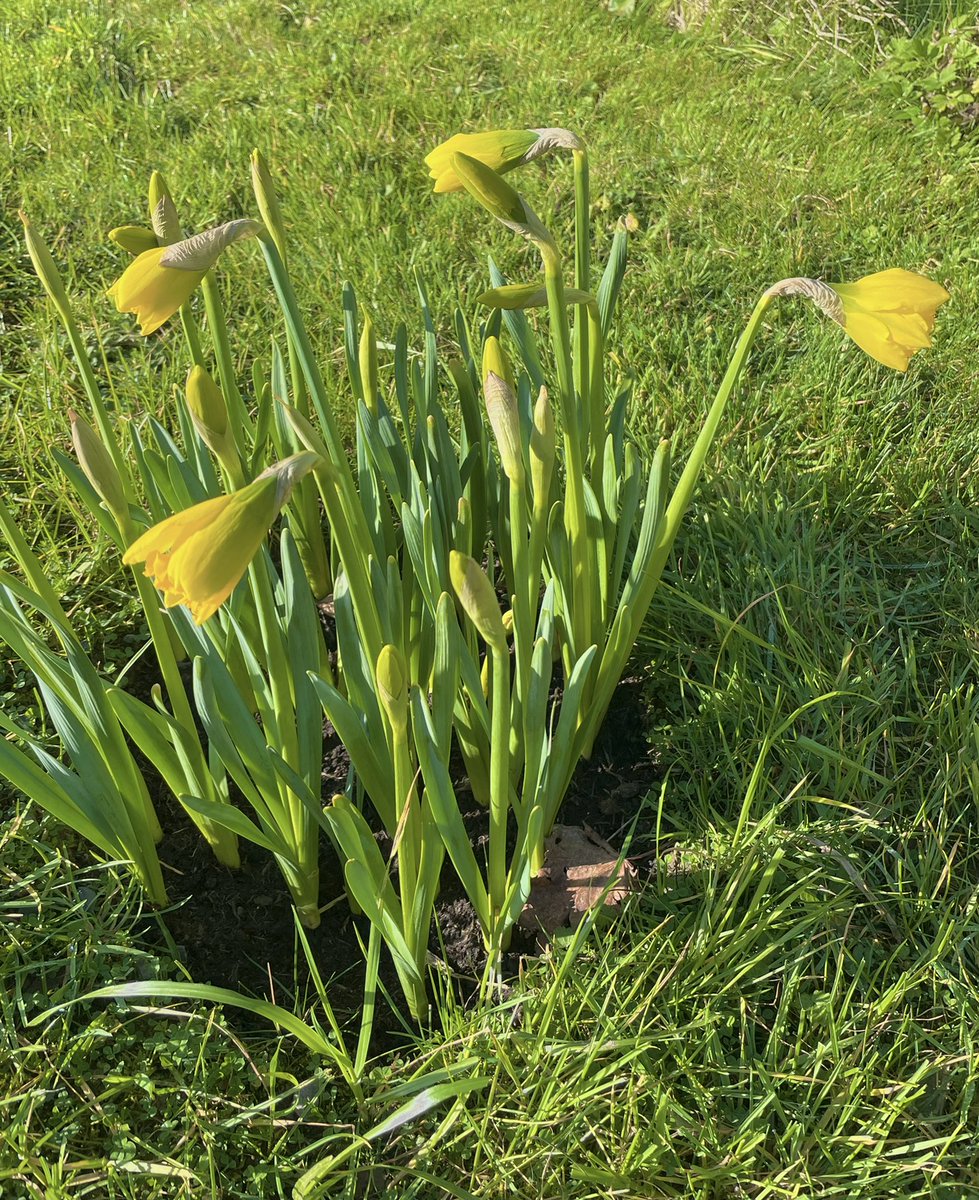 Very thankful for the first signs of Spring in a peaceful country #ireland. Thinking of those suffering from War &amp; devastation #SlavaUkraini #peace #spring #gratitude