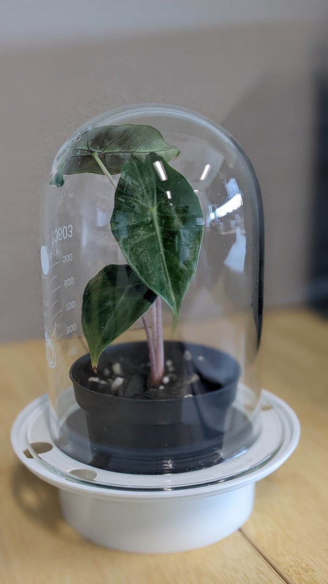 0rlagh's tweet photo. Can't think of a better use for a dissolution vessel & base of a desiccator.
(As a recovering analytical chemist, this brings me immense joy).
#TheRealPorterLab #Alocasia #AnalyticalChemistry https://t.co/saA7yR1IP7